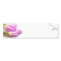 Pink tulips bumper stickers