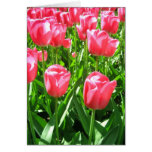 pink, tulips, flowers, spring, season, seasonal,