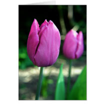 Pink Tulips cards