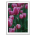 Pink Tulips cards