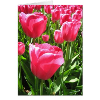 Pink tulips card