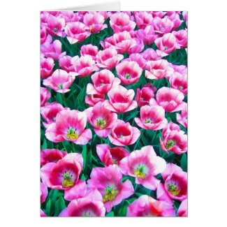 Pink tulips - Card card