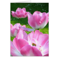 Pink tulips - Card cards