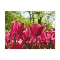Pink Tulips DSC0847 Postcard