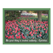 Pink Tulips Epictetus Quote Postcards