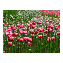 Pink Tulips Field Postcards