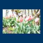Pink Tulips canvas prints