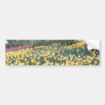 Pink Tulips in the park, Ottawa, Ontario, Canada f Bumper Stickers
