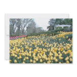Pink Tulips in the park, Ottawa, Ontario, Canada f Custom Invitation