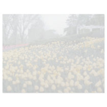 Pink Tulips in the park, Ottawa, Ontario, Canada f Letterhead