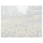 Pink Tulips in the park, Ottawa, Ontario, Canada f Letterhead