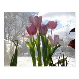 Pink Tulips In The Winter Sun Post Card