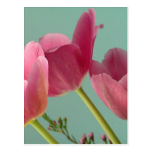 Pink Tulips on Turquoise Postcards