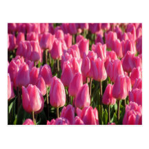 Pink Tulips Post Card