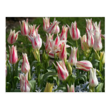 pink tulips post cards