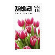 Pink tulips postage stamps