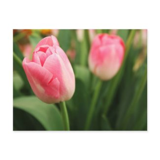 Two Tulips