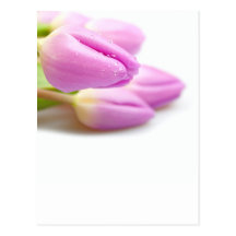 Pink tulips postcard