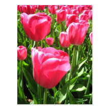 Pink tulips - Postcard