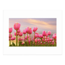 Pink Tulips Postcards