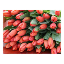 pink tulips postcards