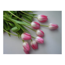 Pink Tulips posters