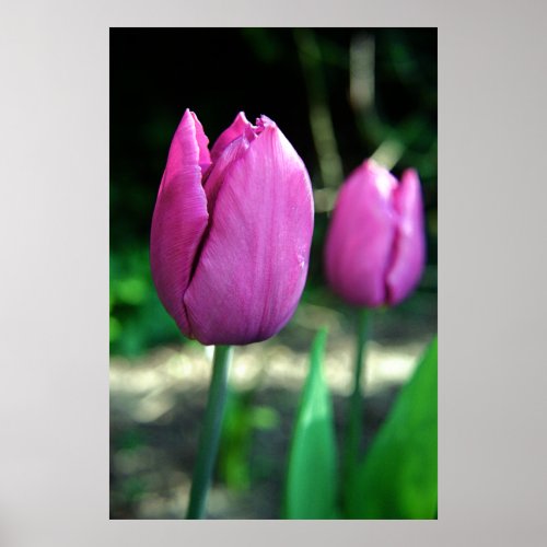 Pink Tulips print