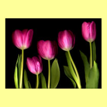 Pink tulips posters