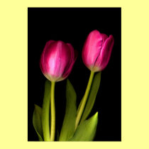 Pink tulips posters