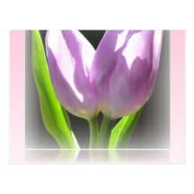 Pink Tulips Reflection Frame Post Card