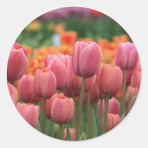 pink tulips round stickers