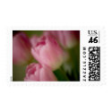 Pink Tulips • Stamp by SabineStGreetings Pink Tulips • Stamp