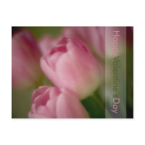 Pink Tulips • Valentine's Day Postcard