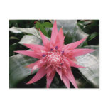 Pink variegated bromeliad post cards