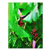 Pink Velvet Banana Tree Tropical Garden Collection posters by palmimages Pink Velvet Banana Tree Tropical Garden Collection posters
