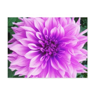 Violet Dahlia