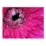 Pink Water Gerbera Post Card