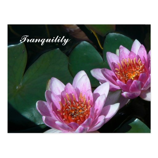 Pink Water Lilies Post Card