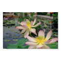Pink Water Lilies print by CaroleArt Pink Water Lilies print