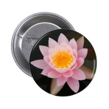 Pink Water Lily
