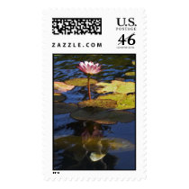 Pink Water Lily and Koi postage