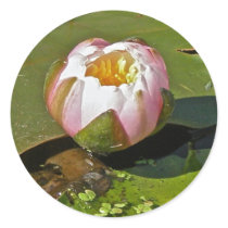 Pink Water-Lily Bud Sticker