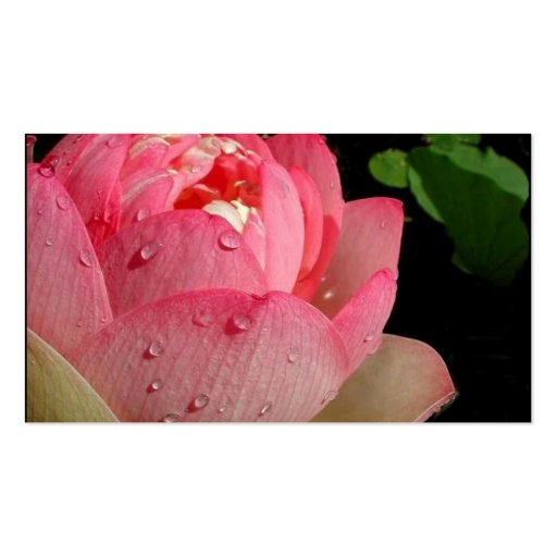 Pink Water Lily Business Card (back side)