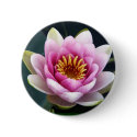 Pink Water Lily buttons by chysshirts Pink Water Lily buttons