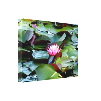 Pink Water Lily wrappedcanvas