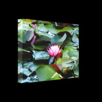 Pink Water Lily canvas prints