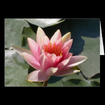 Pink Water Lily cards