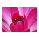 Pink Water Lily cards
