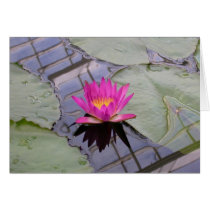 Pink Water Lily cards