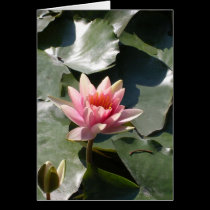 Pink Water Lily cards